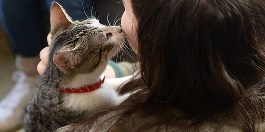 Hem sempatik hem umursamazlar! Kedi sahipleri artık üzülmeyin: “Anlamıyor değil sadece umursamıyor” 1